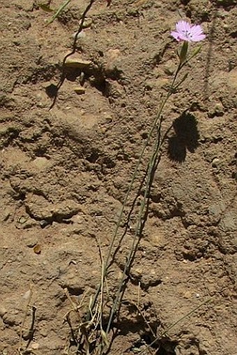 Dianthus strictus