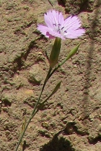 Dianthus strictus