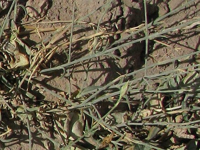 Dianthus strictus