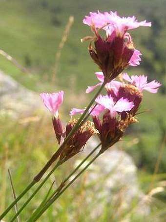 Dianthus carthusianorum sudeticus