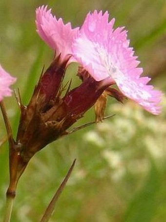 Dianthus carthusianorum sudeticus