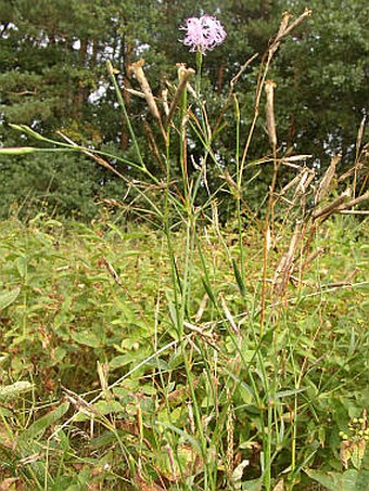 Dianthus superbus subsp. superbus