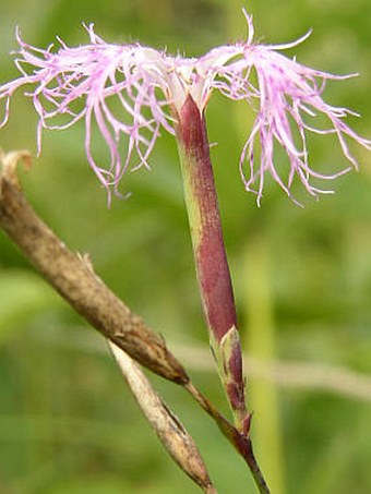 Dianthus superbus subsp. superbus