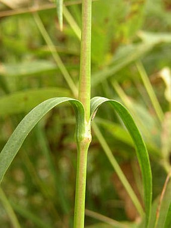 Dianthus superbus subsp. superbus