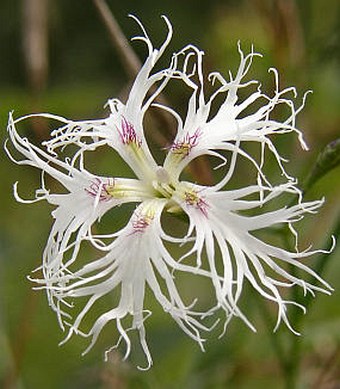 Dianthus superbus