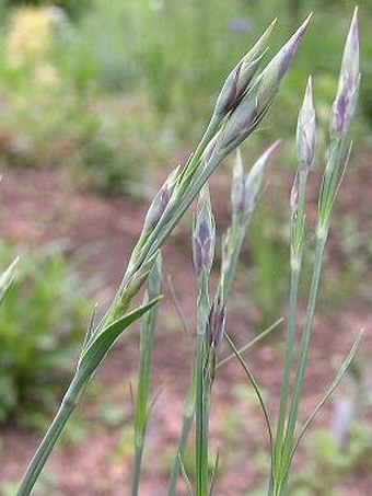 Dianthus superbus subsp. alpestris