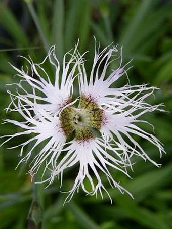 Dianthus superbus subsp. alpestris