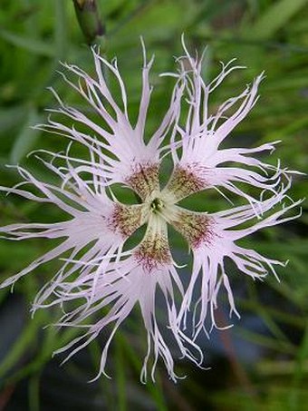 Dianthus superbus subsp. alpestris