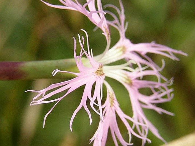 Dianthus superbus subsp. superbus