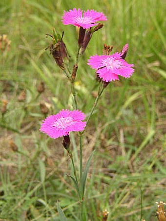 Dianthus sylvaticus