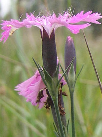 Dianthus sylvaticus