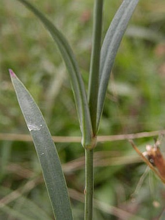 Dianthus sylvaticus