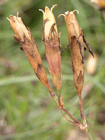 Dianthus sylvaticus