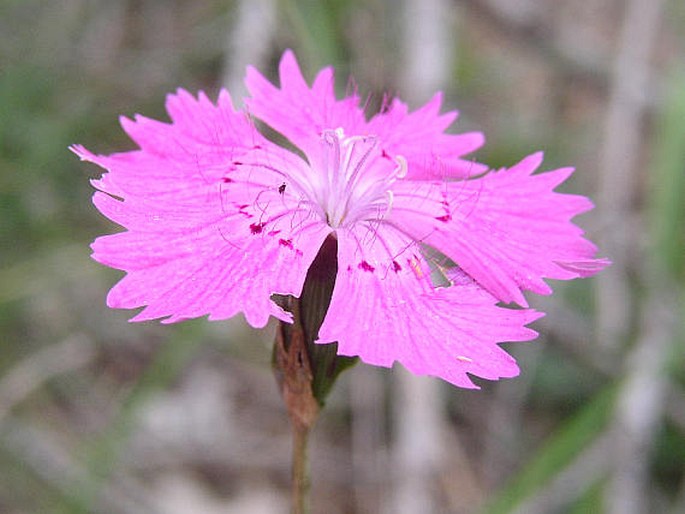 Dianthus sylvaticus