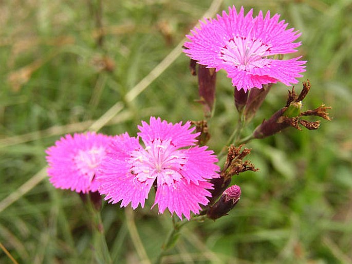 Dianthus sylvaticus