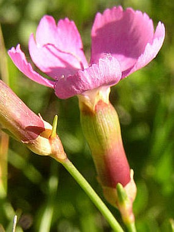 Dianthus sylvestris