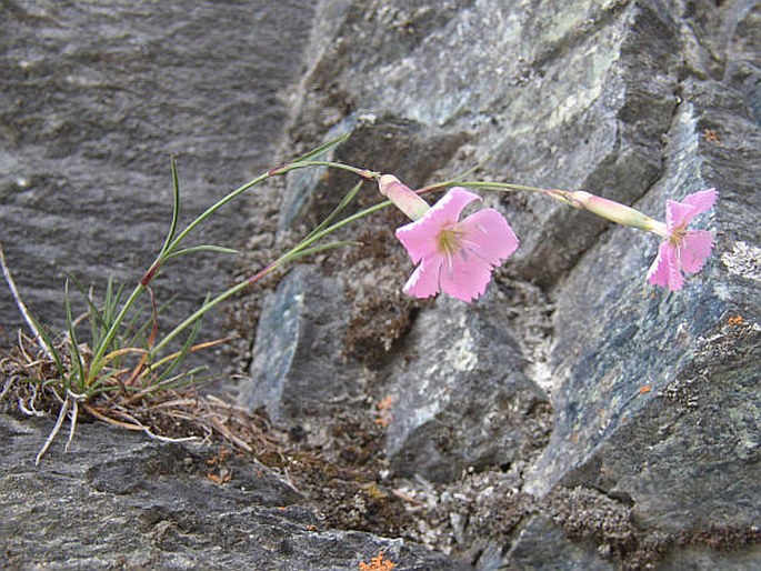 Dianthus sylvestris