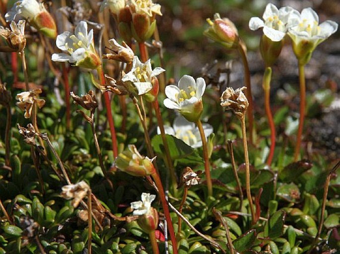 Diapensia lapponica subsp. lapponica