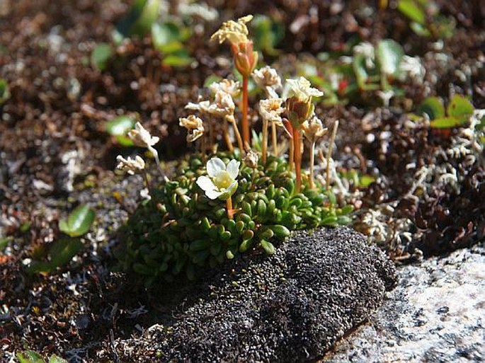 Diapensia lapponica subsp. lapponica