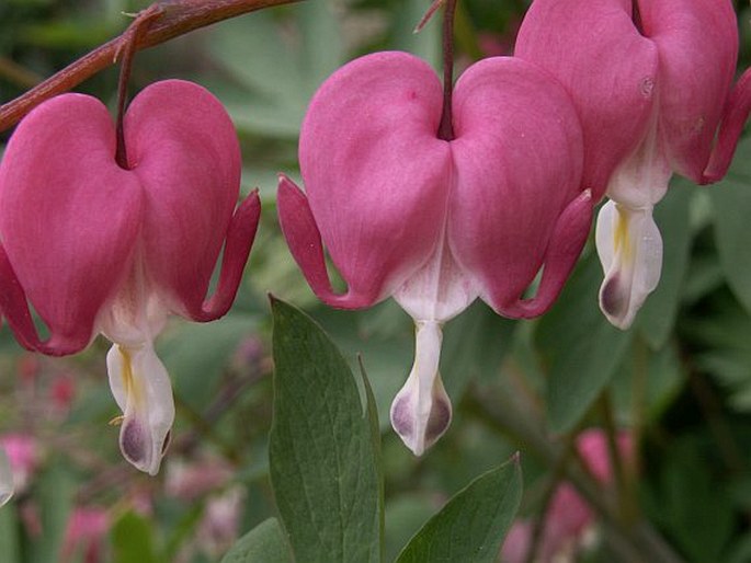 Dicentra spectabilis