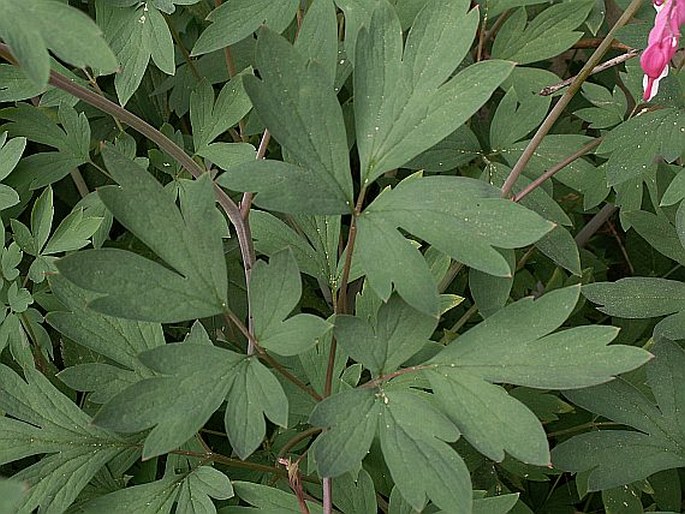 Dicentra spectabilis