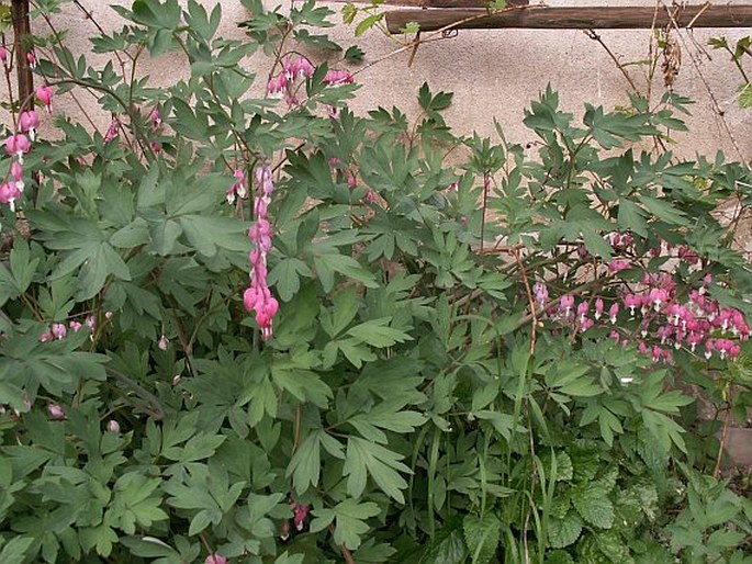 Lamprocapnos spectabilis