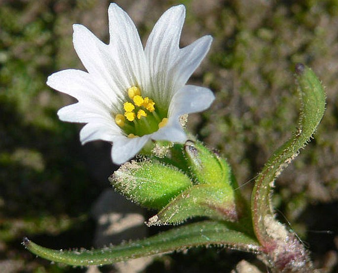 Cerastium dubium