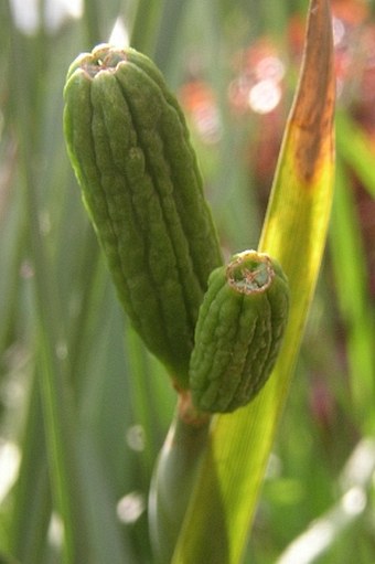 Dietes grandiflora