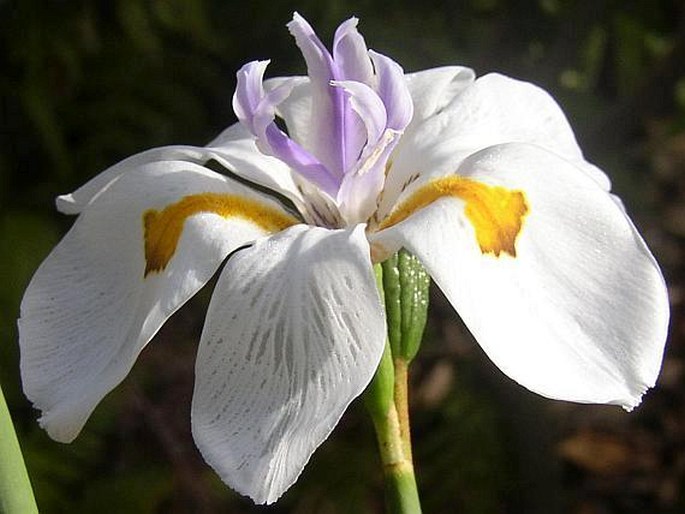 Dietes grandiflora