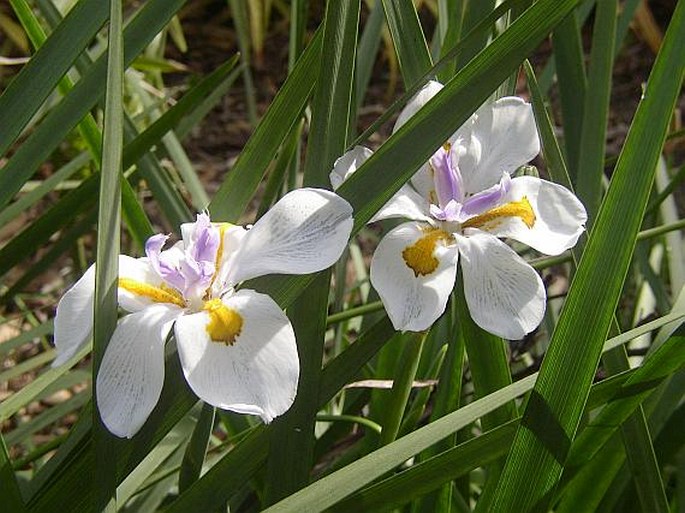 Dietes grandiflora