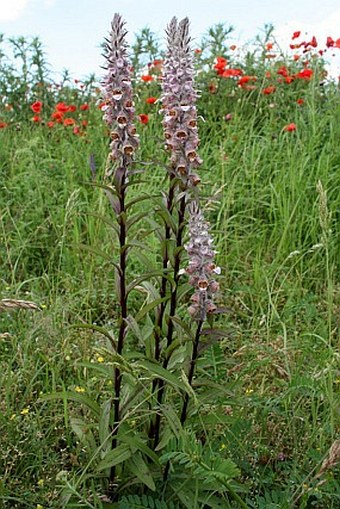 Digitalis lanata