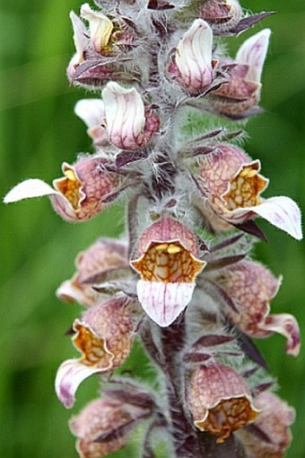 Digitalis lanata