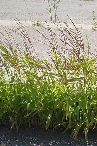 Digitaria sanguinalis