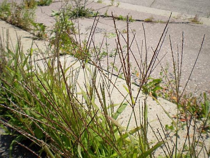 DIGITARIA SANGUINALIS (L.) Scop. - rosička krvavá / prstovka krvavá