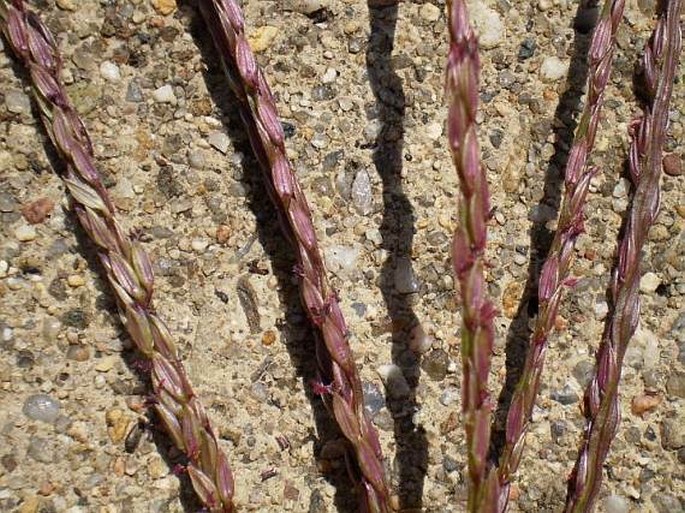 Digitaria sanguinalis