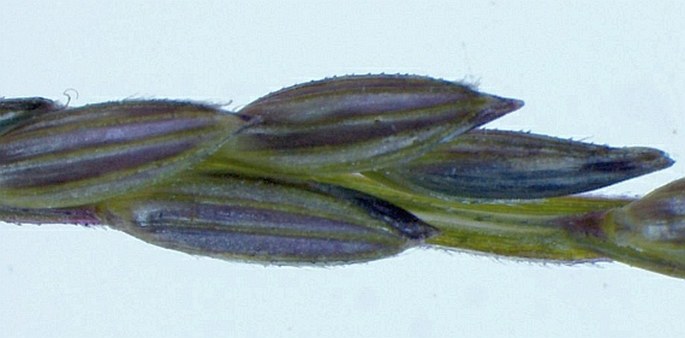 Digitaria sanguinalis