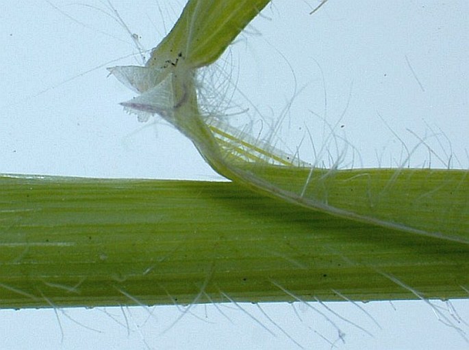 Digitaria sanguinalis