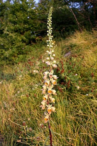 Digitalis ferruginea