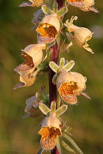 Digitalis ferruginea