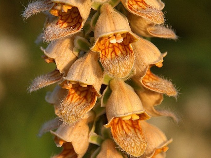 Digitalis ferruginea