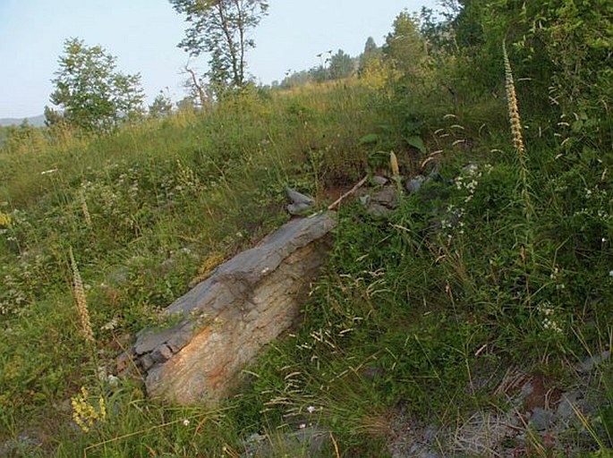 Digitalis ferruginea