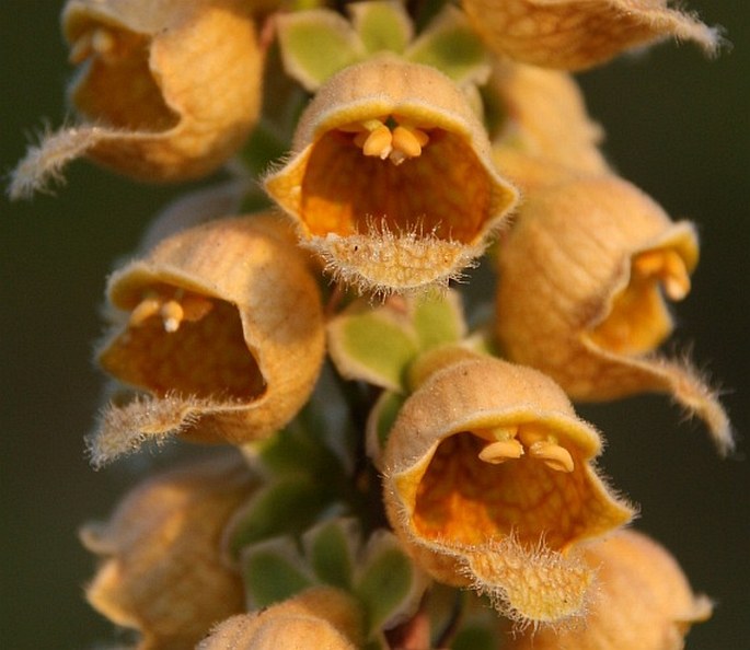 Digitalis ferruginea