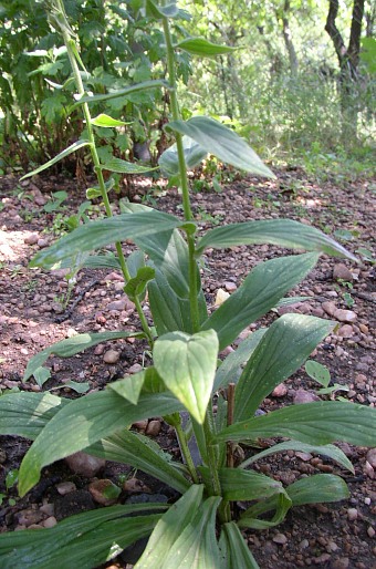 Digitalis grandiflora