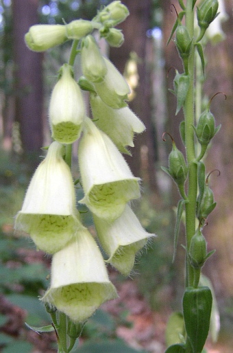 Digitalis grandiflora