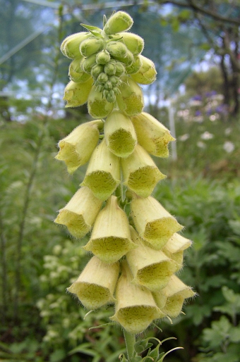 Digitalis grandiflora