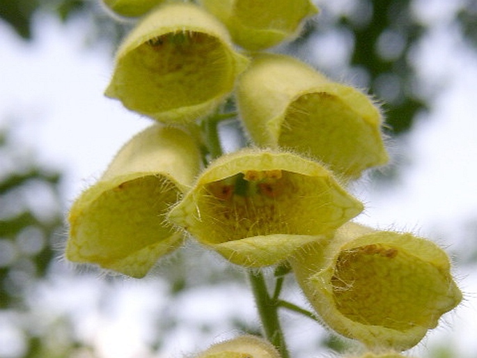 Digitalis grandiflora