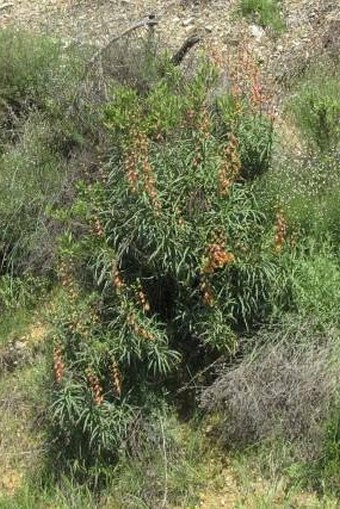 Digitalis obscura