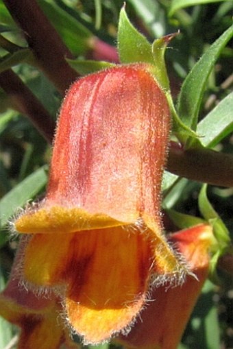 Digitalis obscura