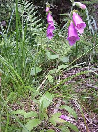 Digitalis purpurea