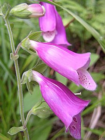 Digitalis purpurea